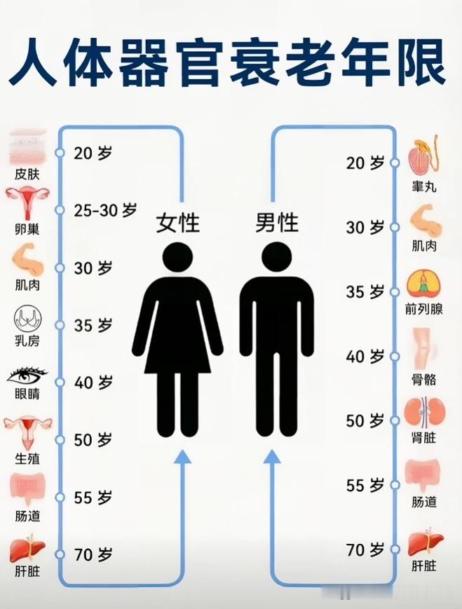 人体器官衰老年限