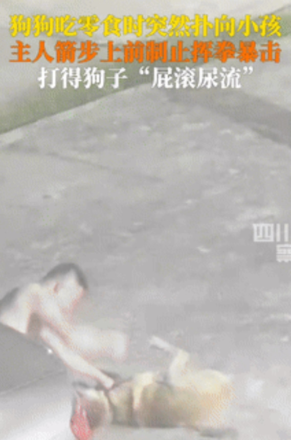 “低配版武松！”湖南，自家宠物狗扑向小孩，不料，狗主人冲上前，一顿操作引得网友连