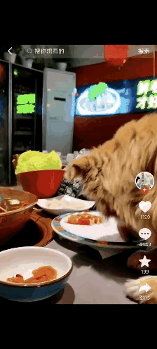 我也养狗，对于女子戴狗上餐厅，并让狗狗上到桌子上舔食餐厅盘子里的食物，并以炫耀的