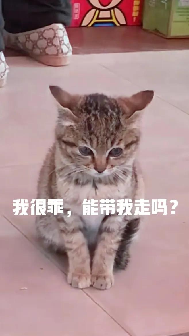 大街上出现了一只非常漂亮的小猫咪，一群人疯狂的围上去逗它，撸它，它乖巧的配合着，