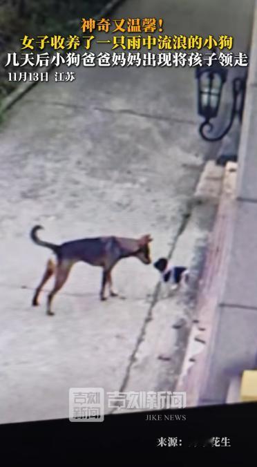 “解释不清了！”近日，江苏一女子捡了一只流浪的小狗，就收养了，几天后，女子的丈夫