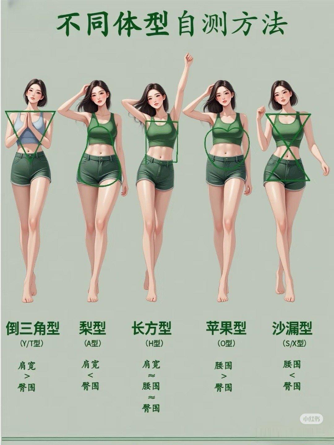 女性体型标准