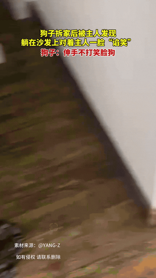 下班回家推门傻了！地毯被拆得稀碎，客厅乱成战场罪魁祸首正瘫在沙发上冲我咧嘴