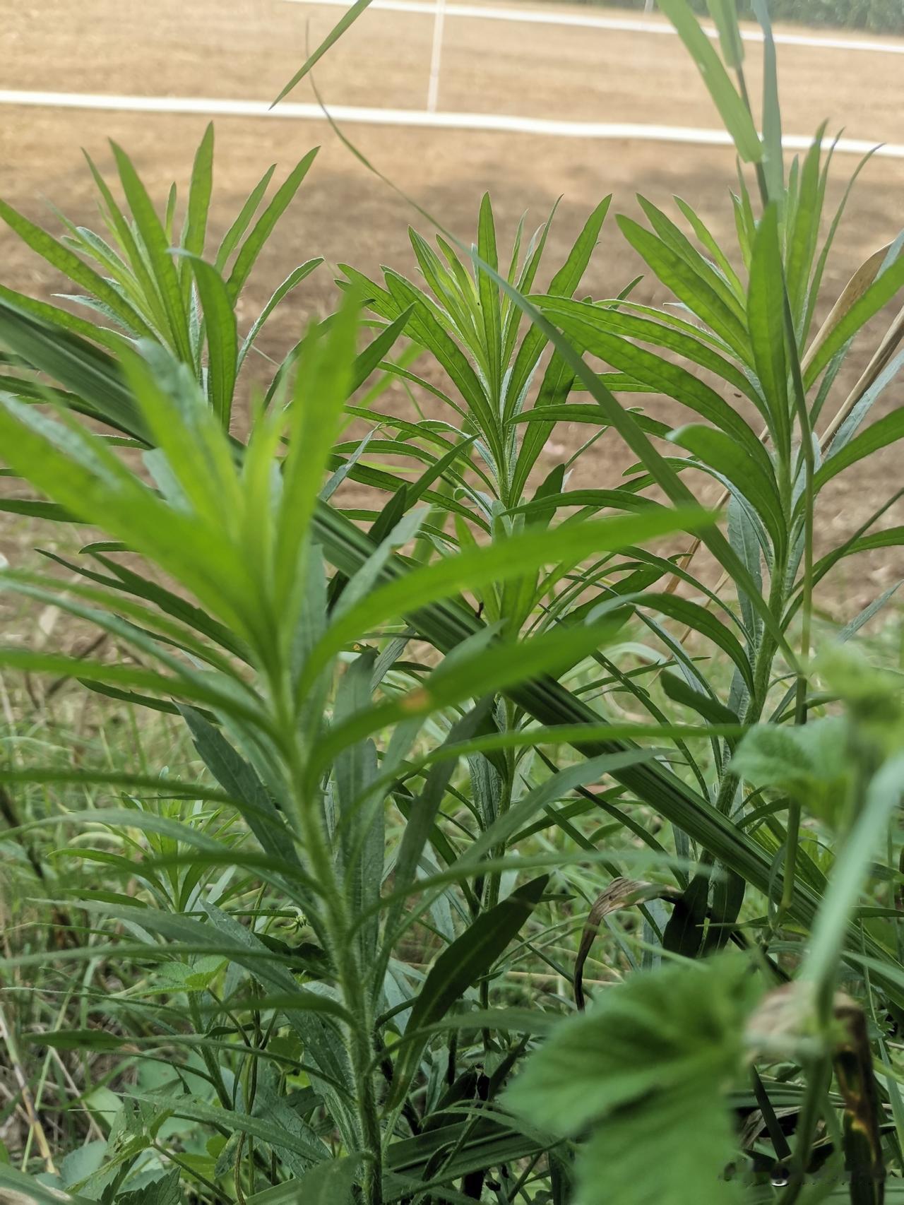 我和老公都是二婚，我和老公下地回来都很累，但我还要炒菜做饭。我在厨房切菜，热