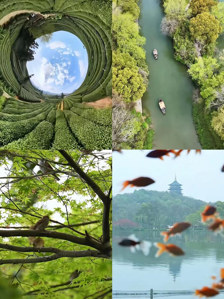 谁看了不夸一句，与辉同行的摄像团队也太会拍了！镜头360度无死角流转，把三月杭