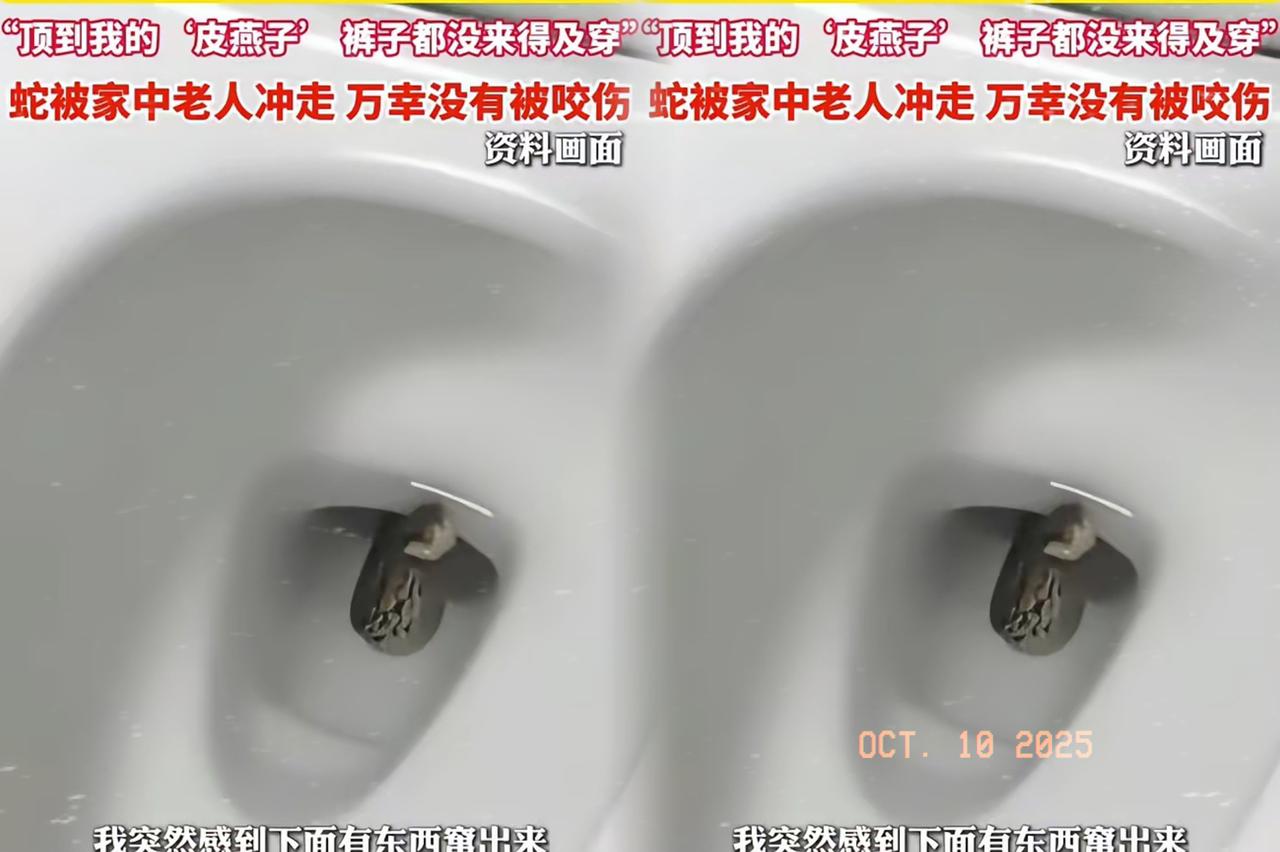 “吓坏了！”江苏周女士上厕所被马桶里的蛇顶了一下，裤子都没穿就跑，这事看得人后颈