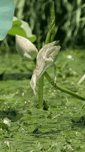 以静制动，迅雷出击，嘴无虚发，捕获美食。