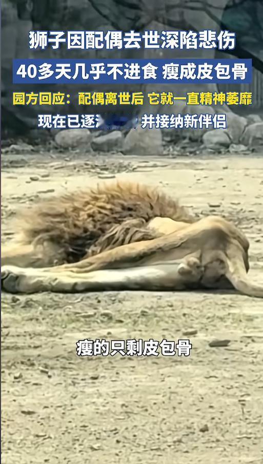 “比人还痴情？”近日，辽宁本溪，有网友发视频称，动物园里有一头狮子，被饿的皮包骨