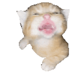 猫meme动态表情包