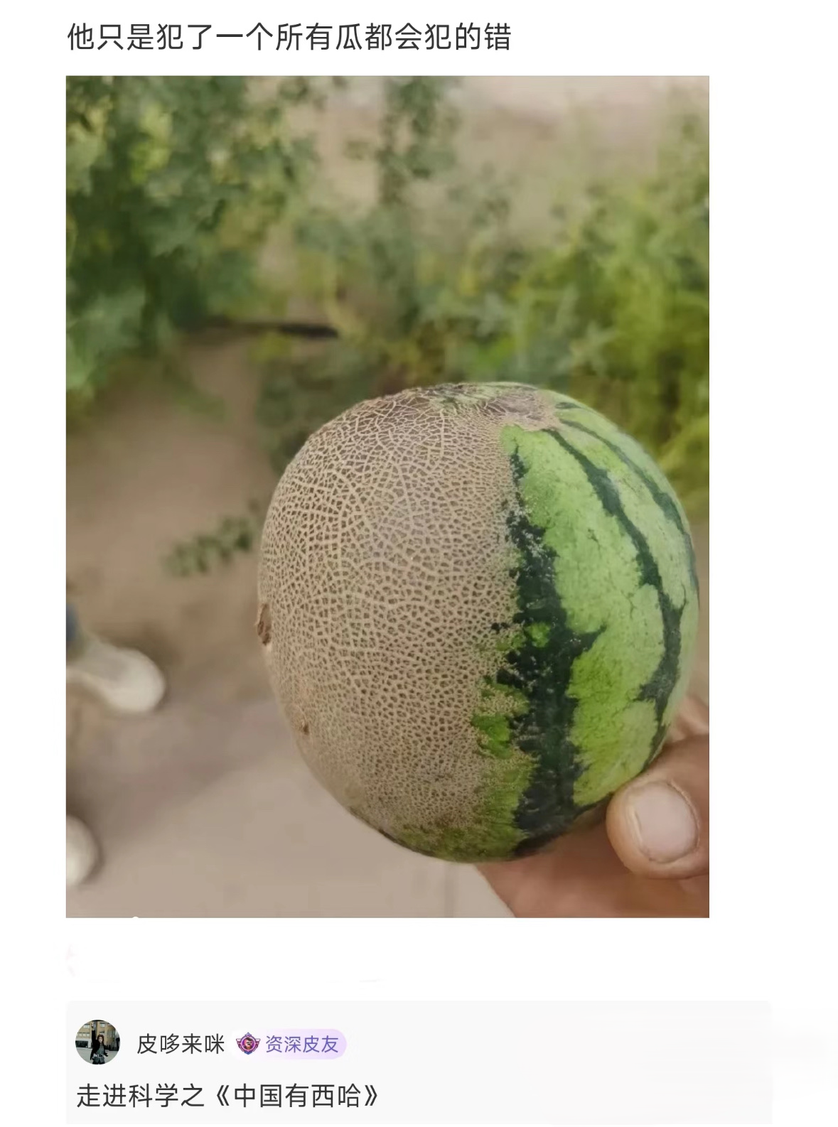 他只是犯了一个所有瓜都会犯的错