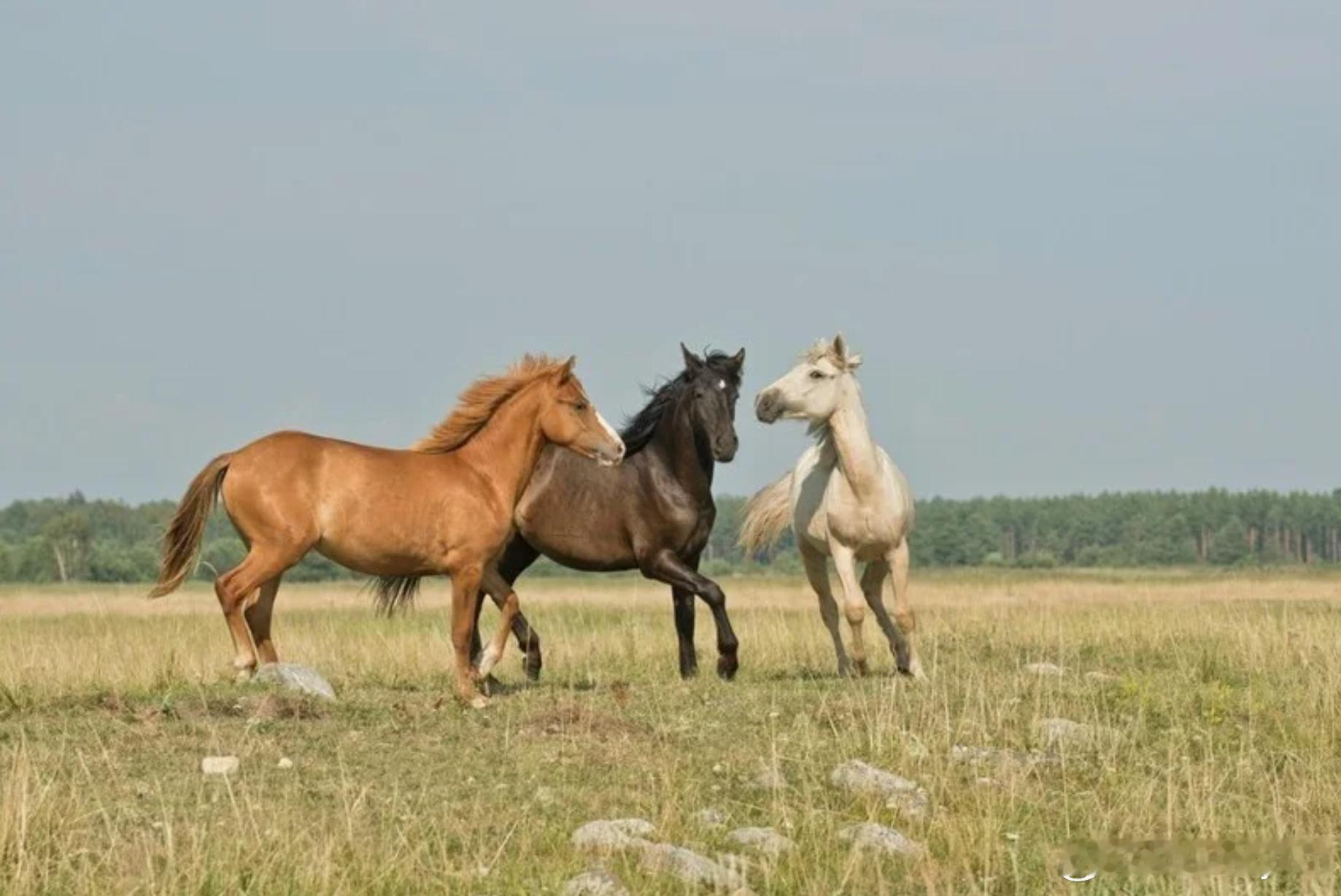 研究：马能“嗅出”人类恐惧感海外新鲜事恐惧感也能“被闻到”？法国动物研究显示