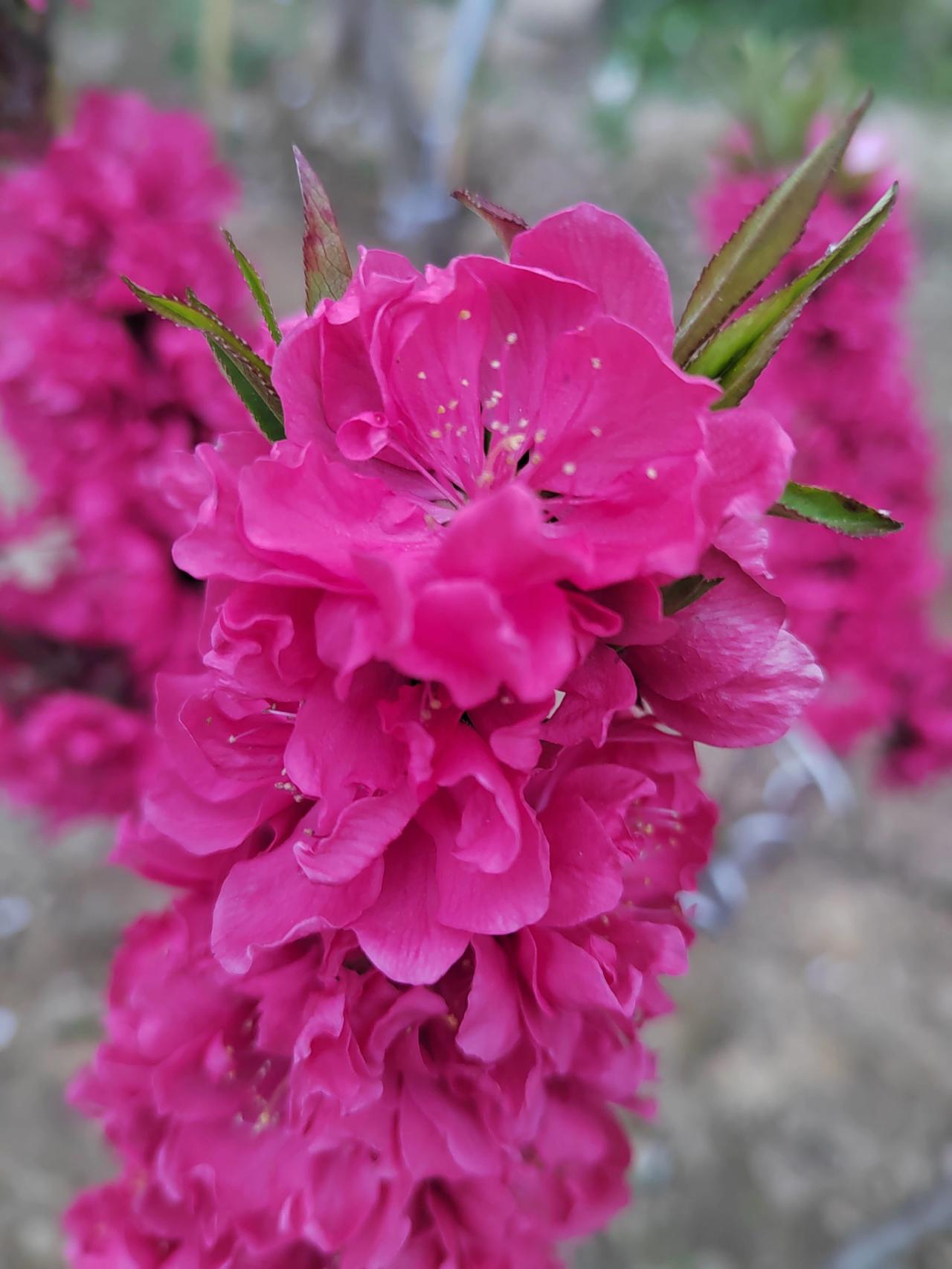 晒晒你拍的花精品干枝红梅