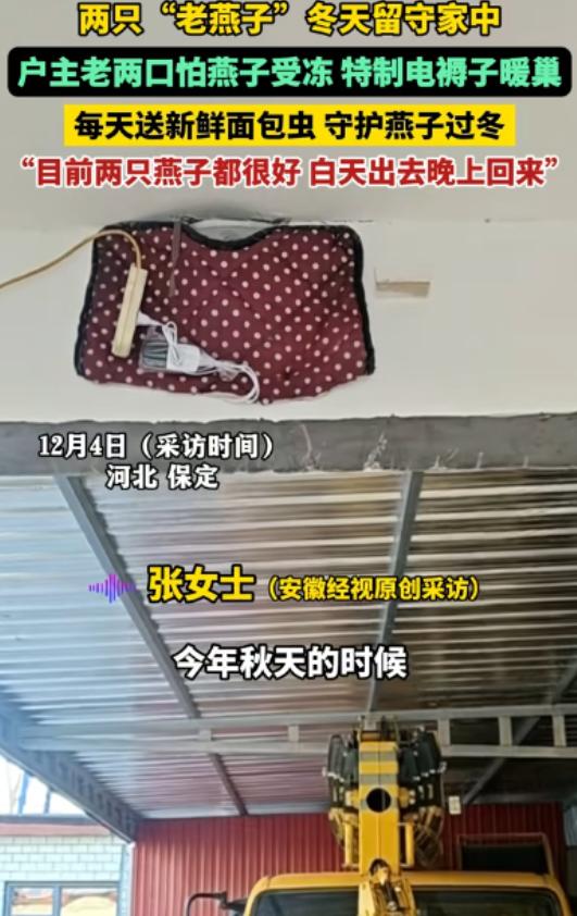 河北，两只“老燕子”无力南飞，留户主家过冬。没想到，户主老两口给两只燕子买了