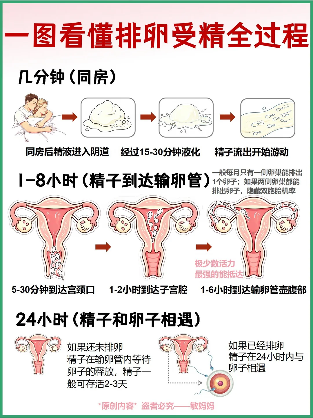 30秒了解自然怀孕的过程‼️排卵受精着床