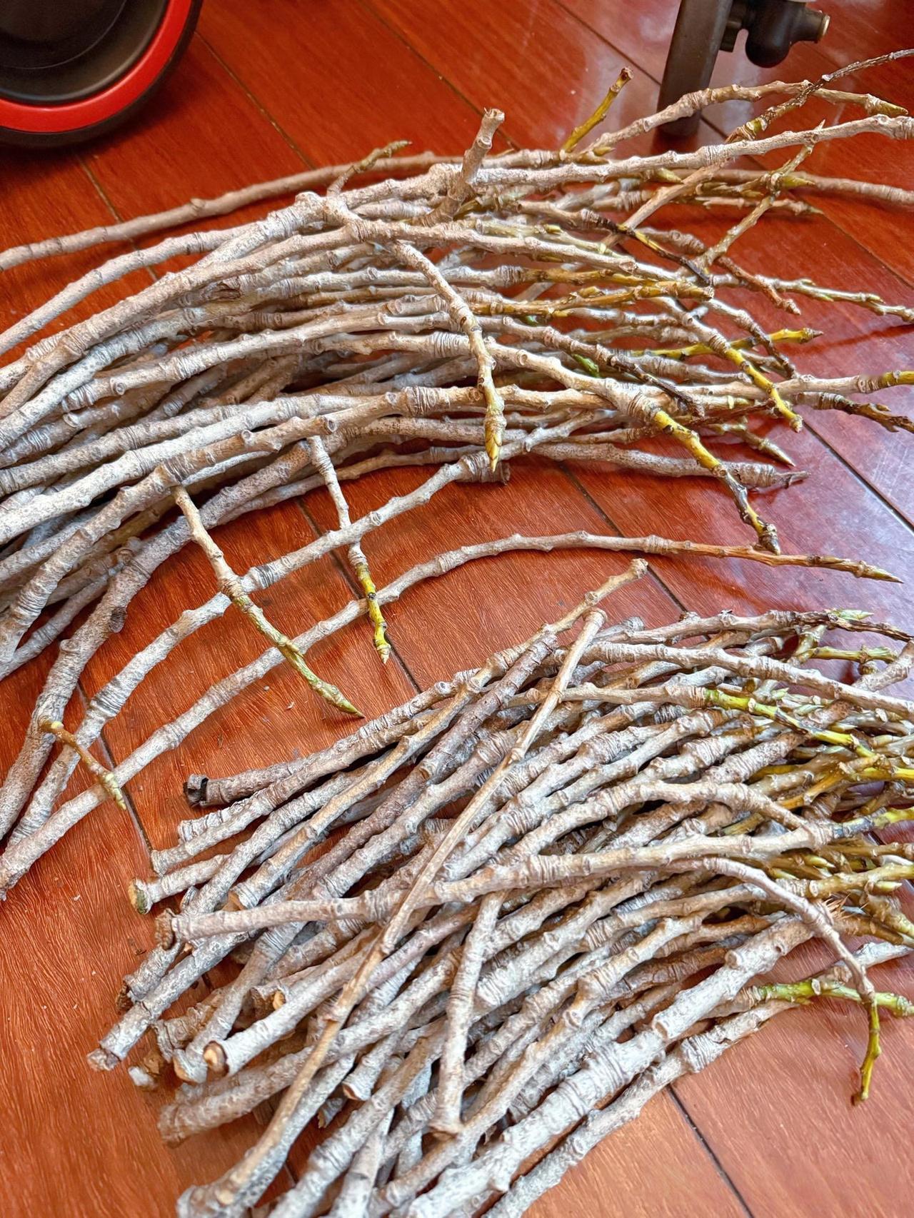 这是什么树枝？