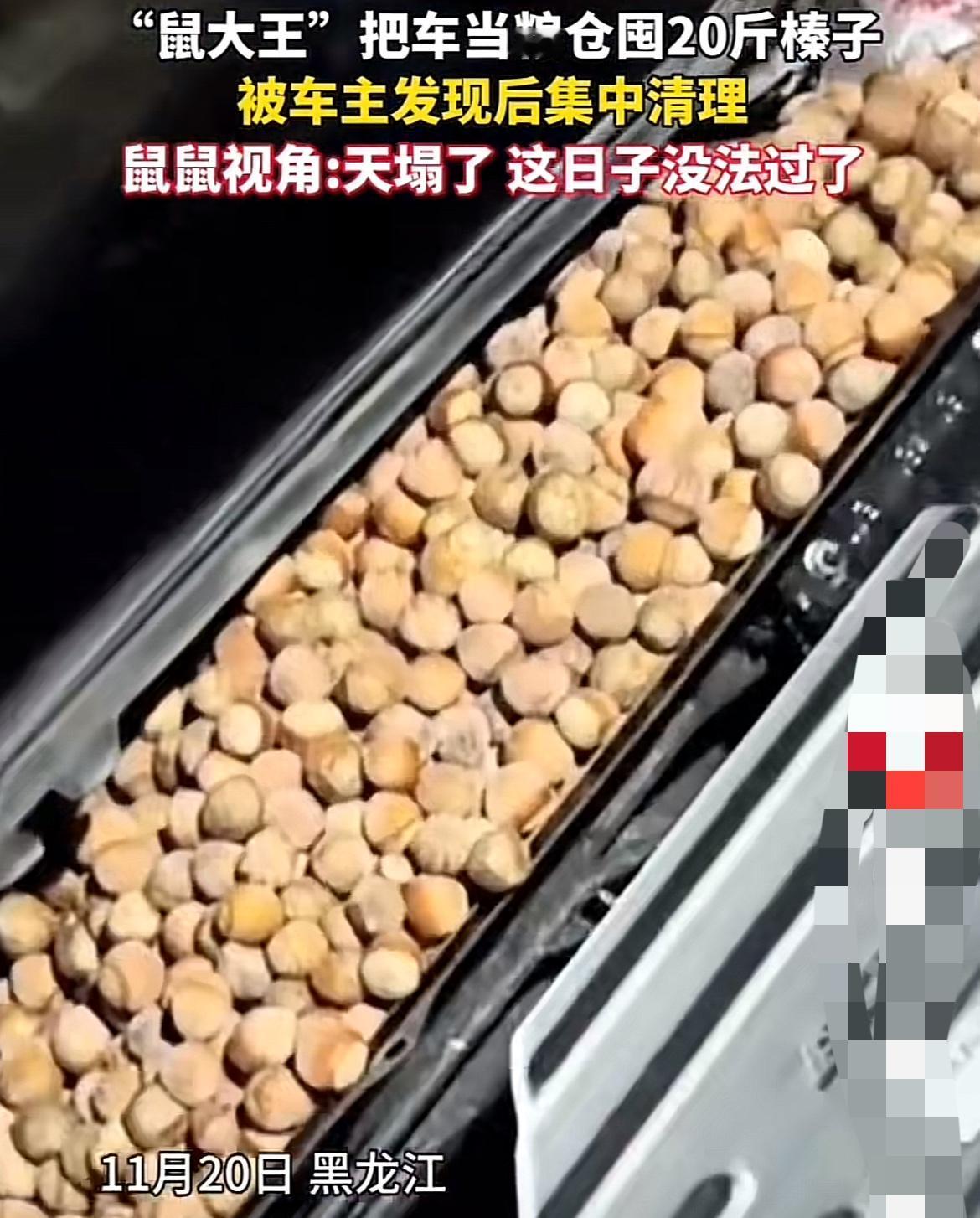 黑龙江，一车主清洗自己家车辆的时候，打开车子的引擎盖。发现引擎盖下面竟然藏着2