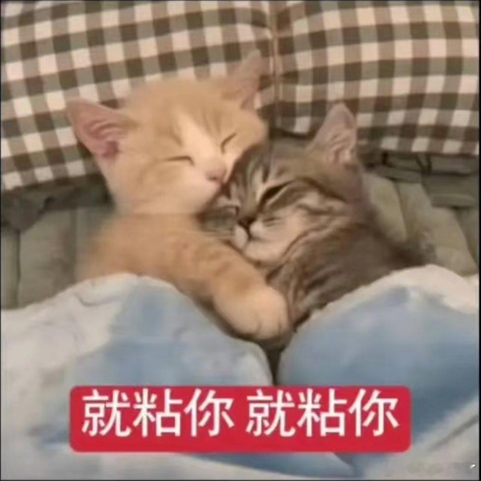 谁说猫猫没有表情的！