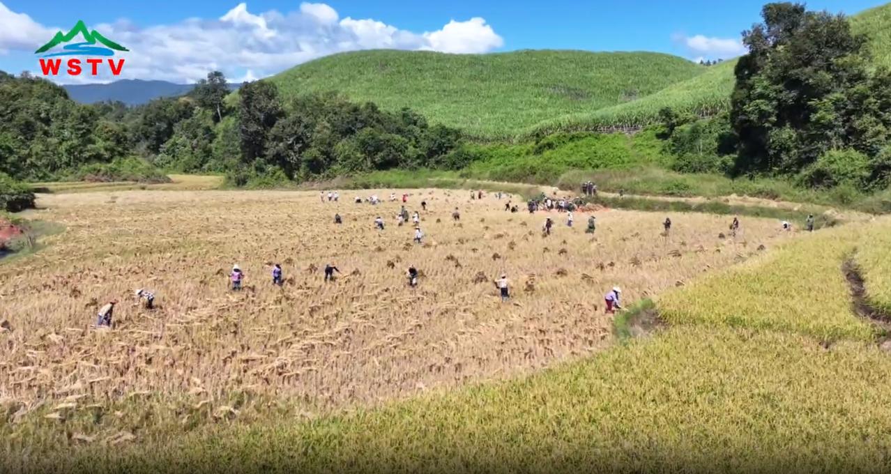 缅甸佤邦这土地也不错，低矮处种水稻，高处就种甘蔗，是典型的甘蔗上山。佤邦这边还是