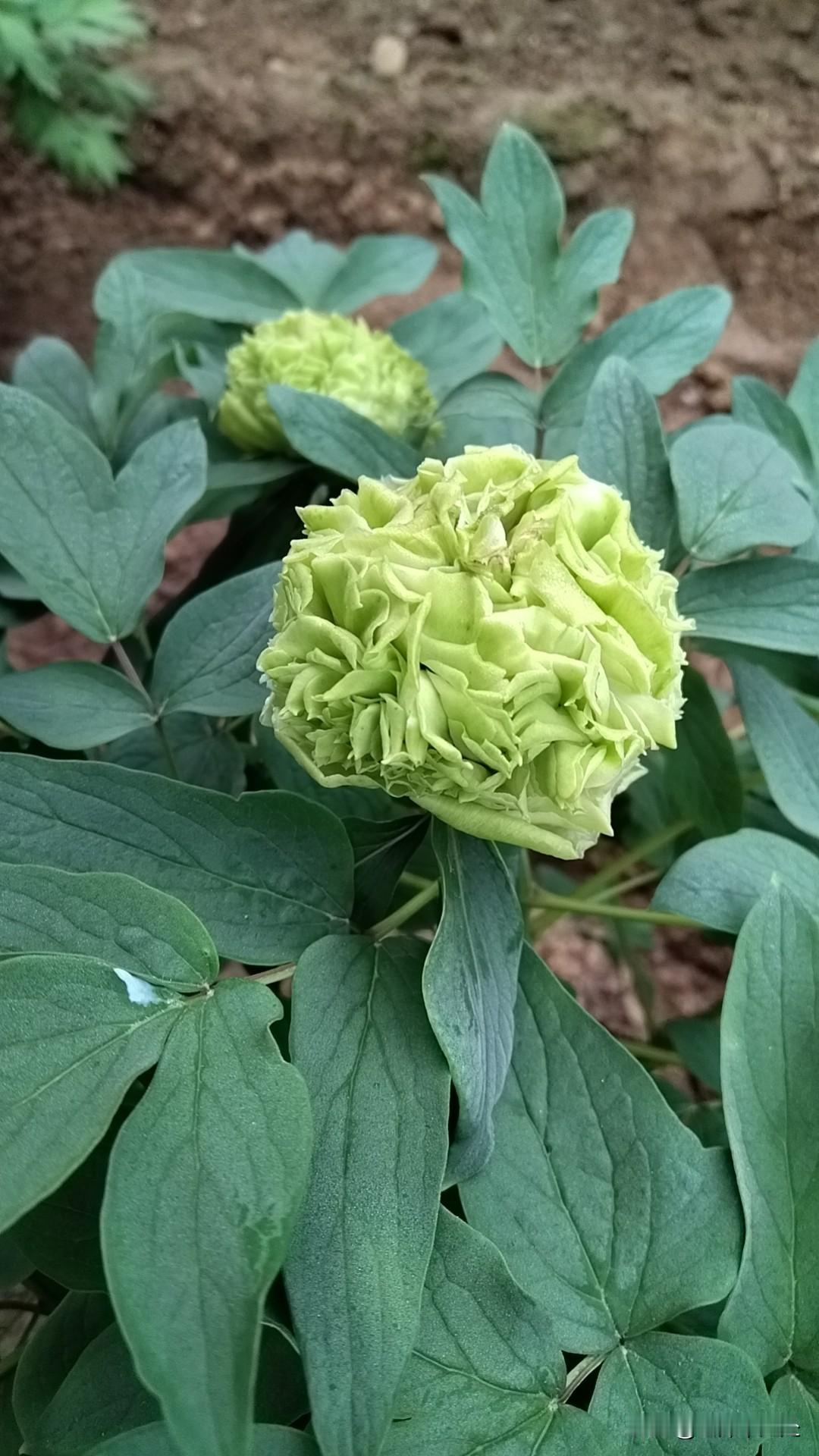 公园抓拍的一瞬间牡丹，被誉为"花中之王"、"国色天香"，是中国传统名花，盛开时雍