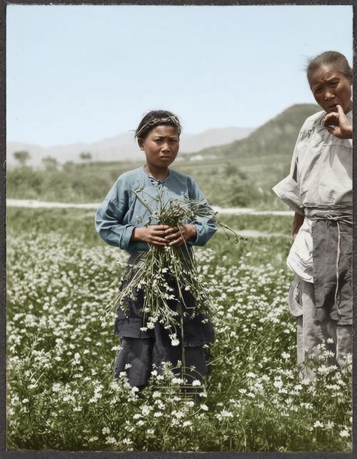 这张照片由美国地质学家托马斯·张伯林于1909年在四川考察时拍摄，大片种植的白色