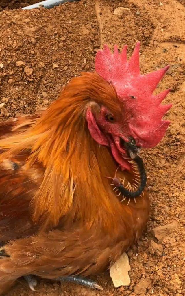 鸡是一种神奇的生物，它们吃各种虫子，青虫、蚂蚁、肉虫、蚯蚓、蜈蚣等等，它们居然不