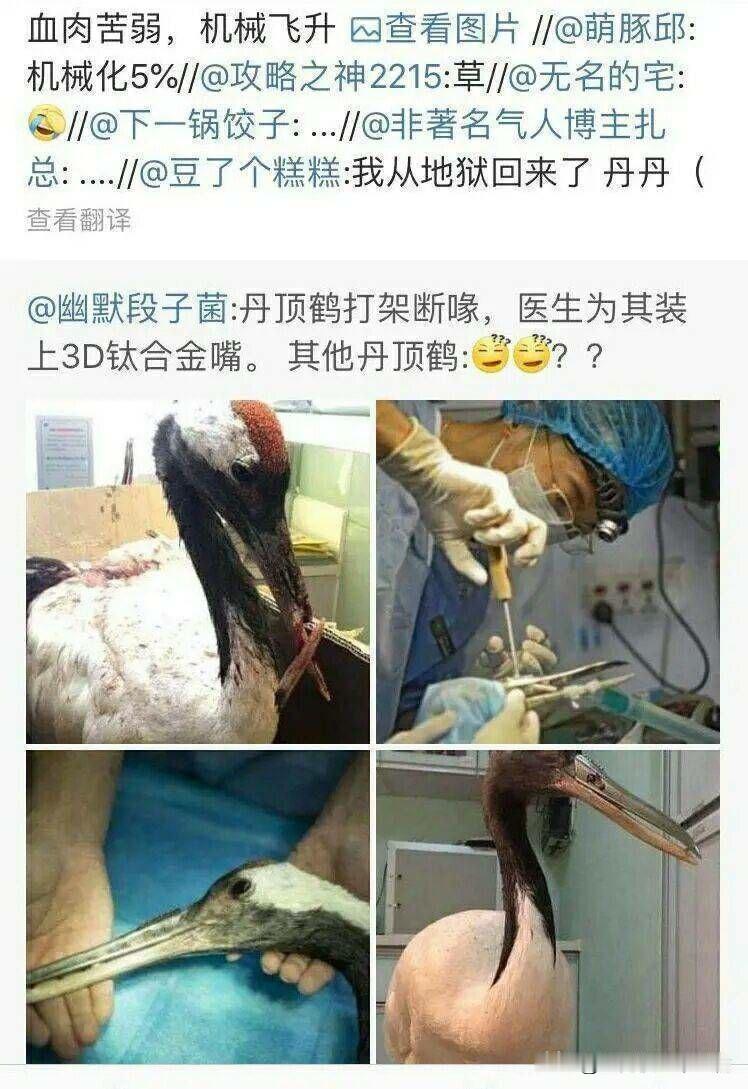 直接进化成了鹤中赛博战士。