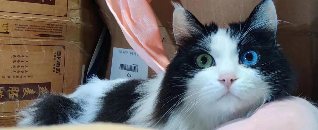 我家养了一只猫，我感觉它把自己当人了。它不吃猫粮，再贵的猫粮也不吃。它不吃生东