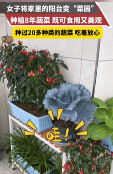 “看到人家的阳台，也太扎人心了吧！”甘肃周女士（化姓）被青椒背刺之后，就痛定思痛