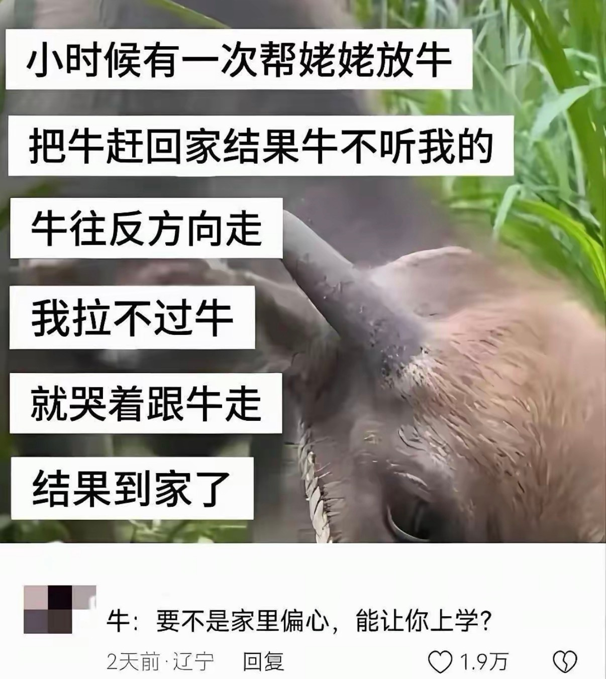 牛：我当时慌得一批，以为这瓜玩意儿要把我牵去卖了