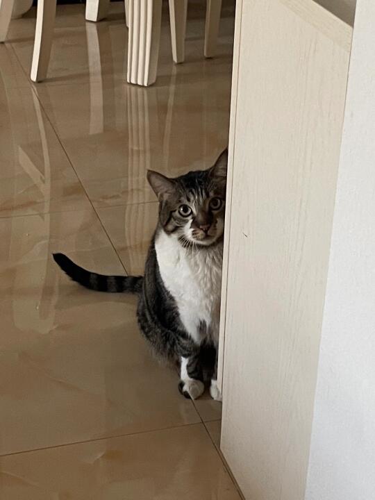 “人，你又要出门了？”