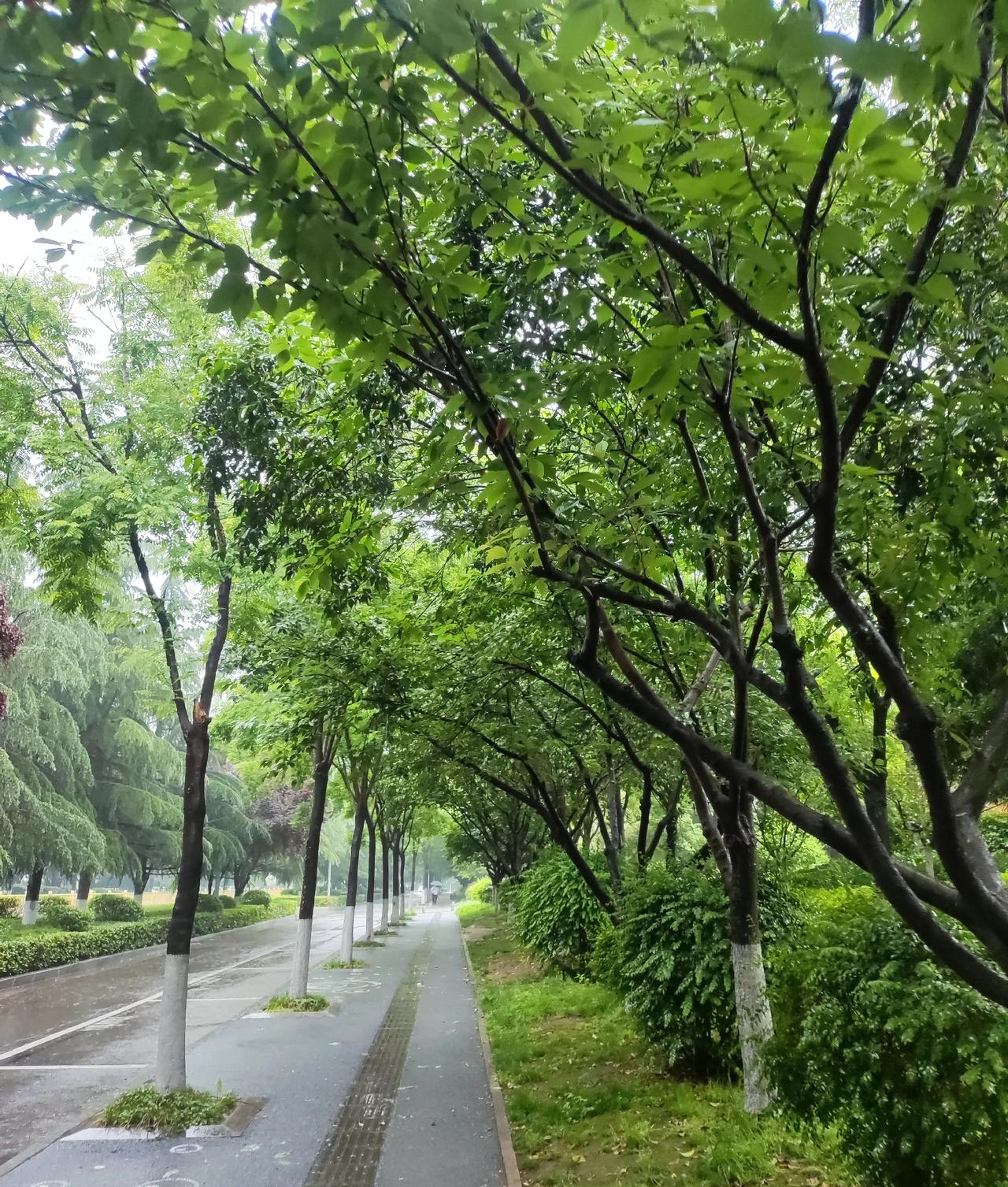航天基地的绿化在西安敢说第二，没人敢说第一。今天下雨路过航天基地，