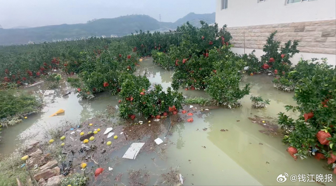 【#暴雨致玉环文旦2200亩果园损失严重#】#暴雨致玉环文旦第一村损失约2000