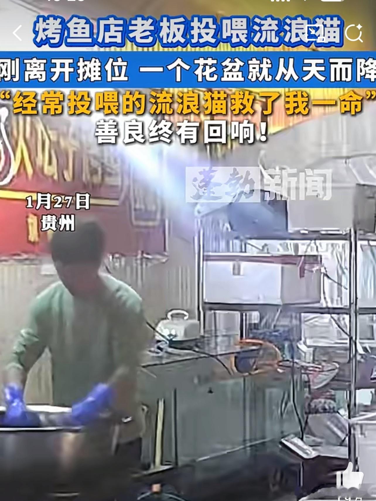 烤鱼店老板投喂流浪猫躲过一劫善有善报