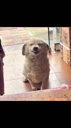 流浪狗小心翼翼走进店里，没有乱叫，没有乱撞，只是仰着头，嘴角微微咧开，像在对着老