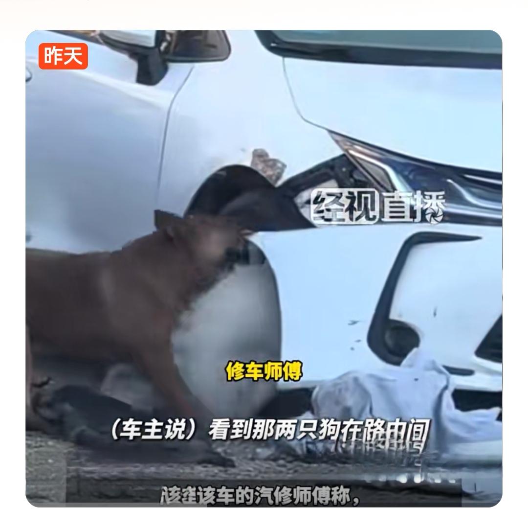 近日，广州发生一起离奇事件：一辆停在路边的轿车竟被两只狗严重咬损，维修费高达20