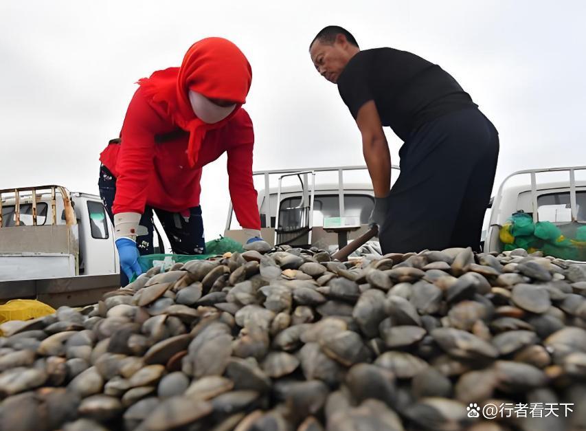 青岛凌晨码头沸腾！10万斤“黄金蛤蜊”抢滩上岸，胶州湾水质奇迹变好引爆丰收，老饕