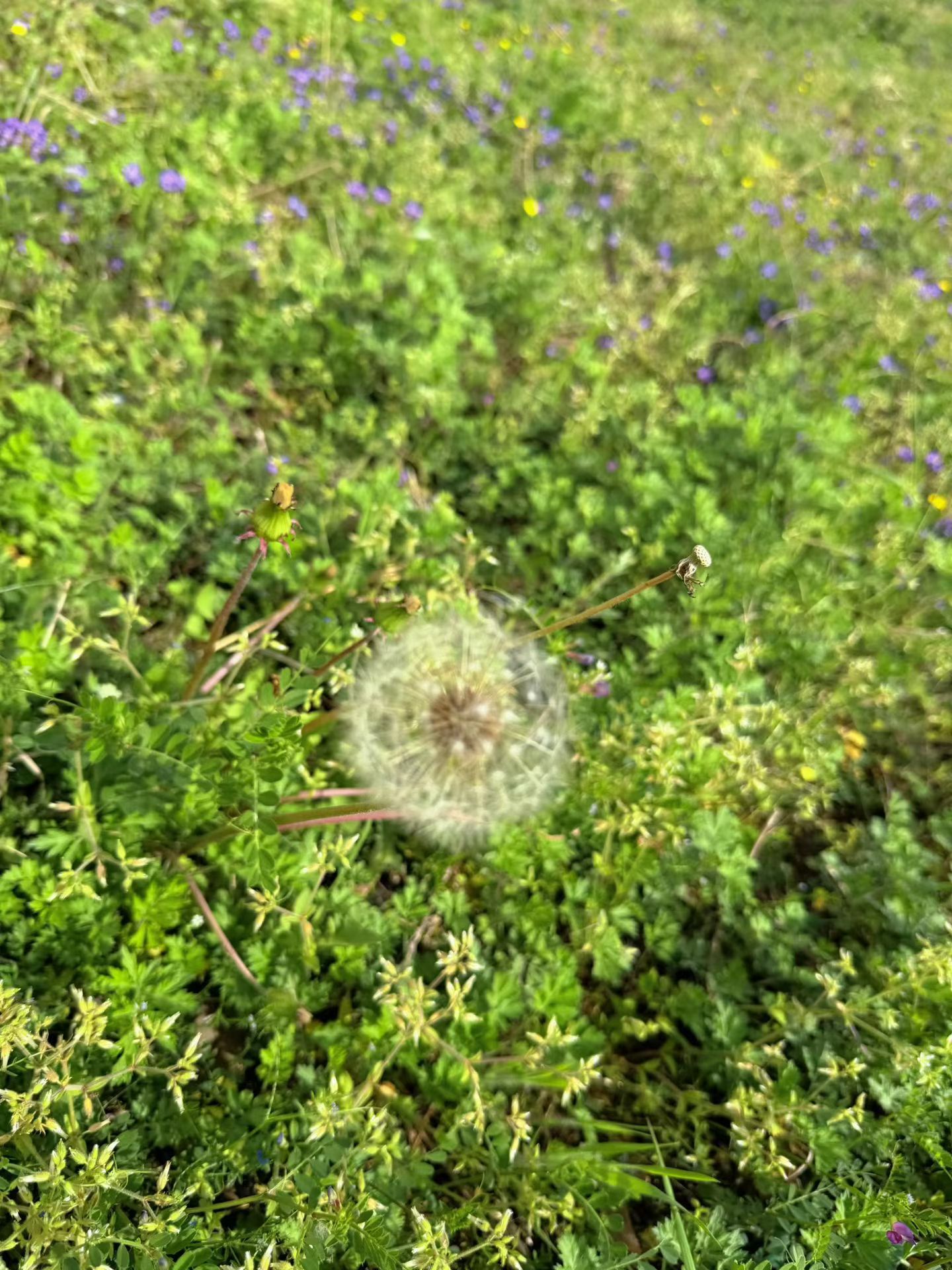 蒲公英黄金搭配配方（分体质，好喝不伤胃） 一、清热降火｜长痘、咽喉痛、口苦口臭 