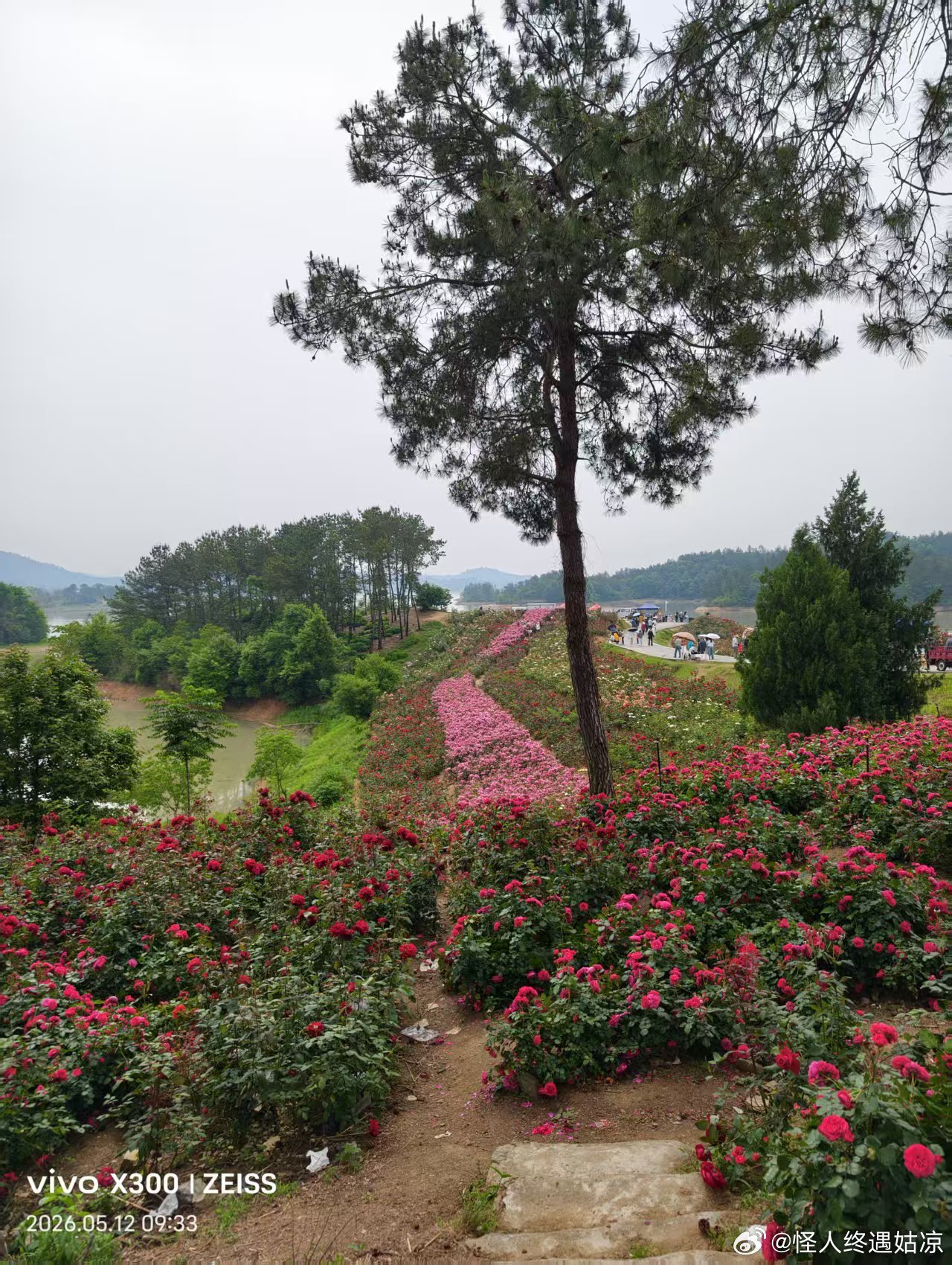 你一定没见过黄色的月季花吧，还有白色的