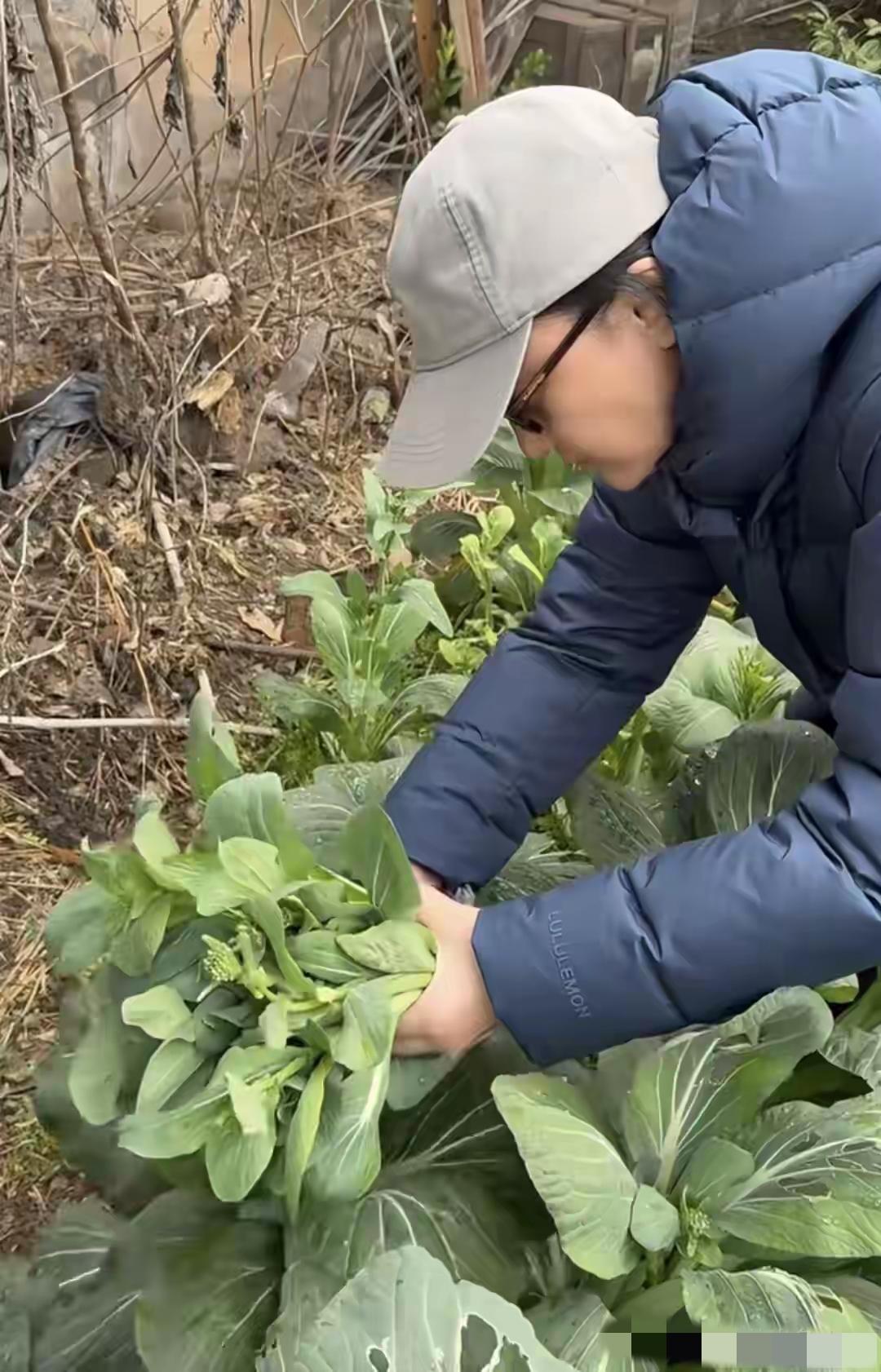 周迅回衢州与老同学相聚，吃火锅、摘菜，自在如常人。她笑言最爱家乡甘蔗，朴素滋味胜