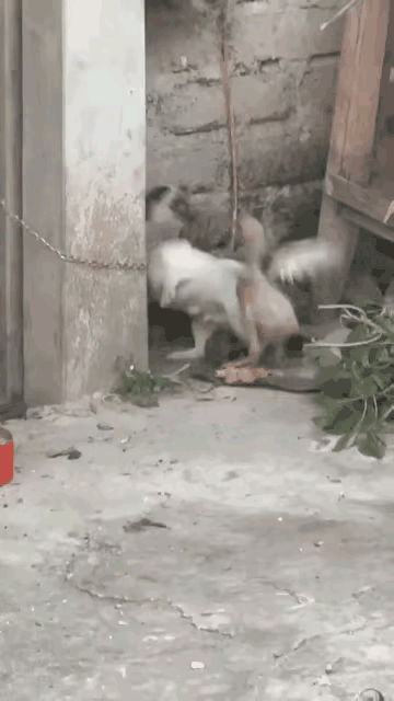 狗：我被栓链子了暂时服你了！鸡：你平时不挺牛X的吗，今天看我不玩死你！狗：鸡