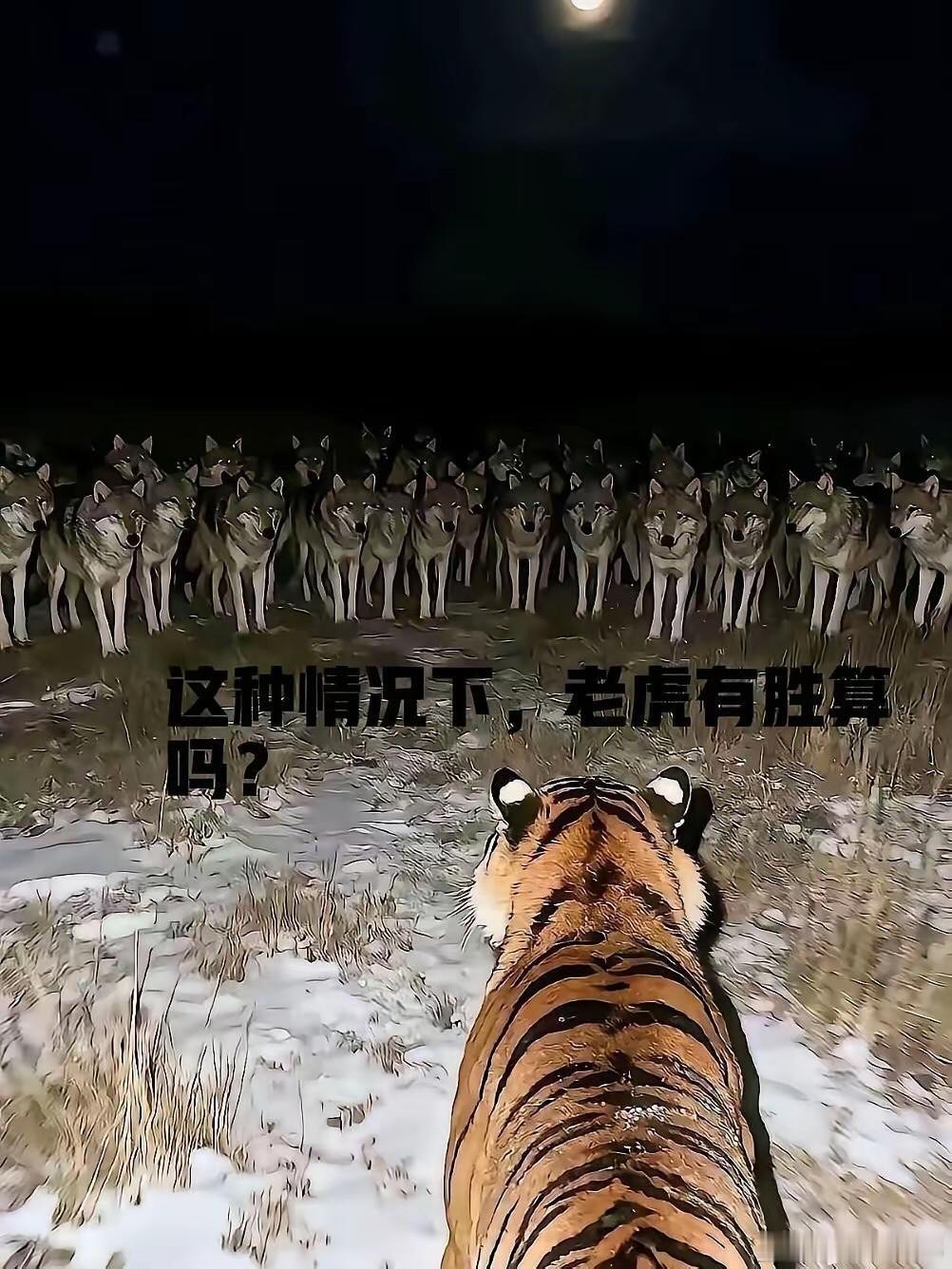 猛虎架不住群狼