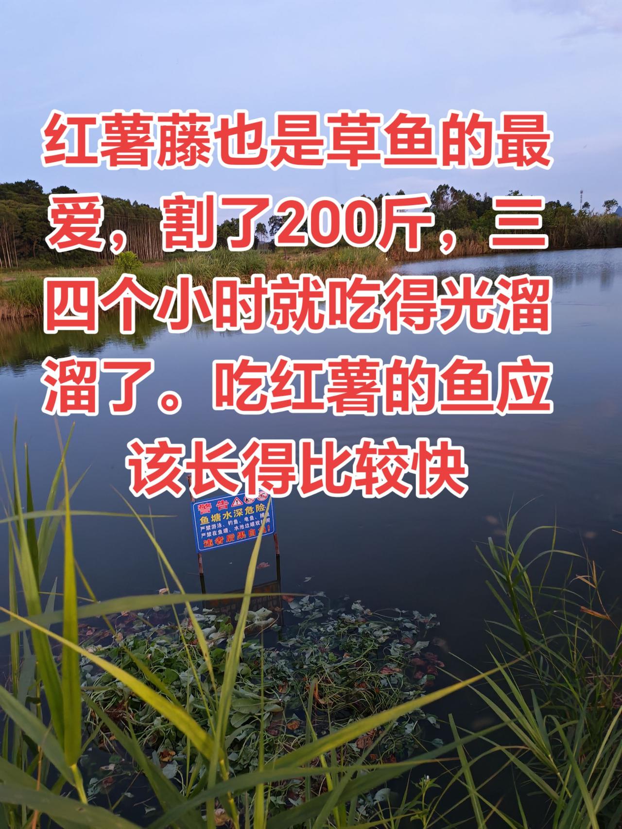 很多人都说草鱼不吃红薯藤，你们看看效果怎么样草鱼养鱼日记农村生活
