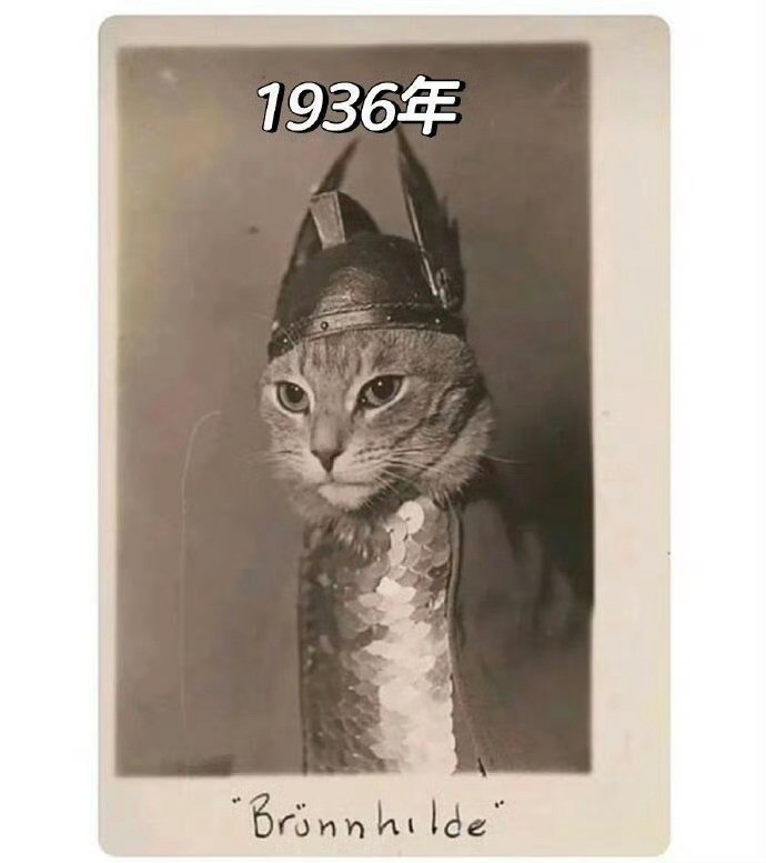来自1936年的猫咪