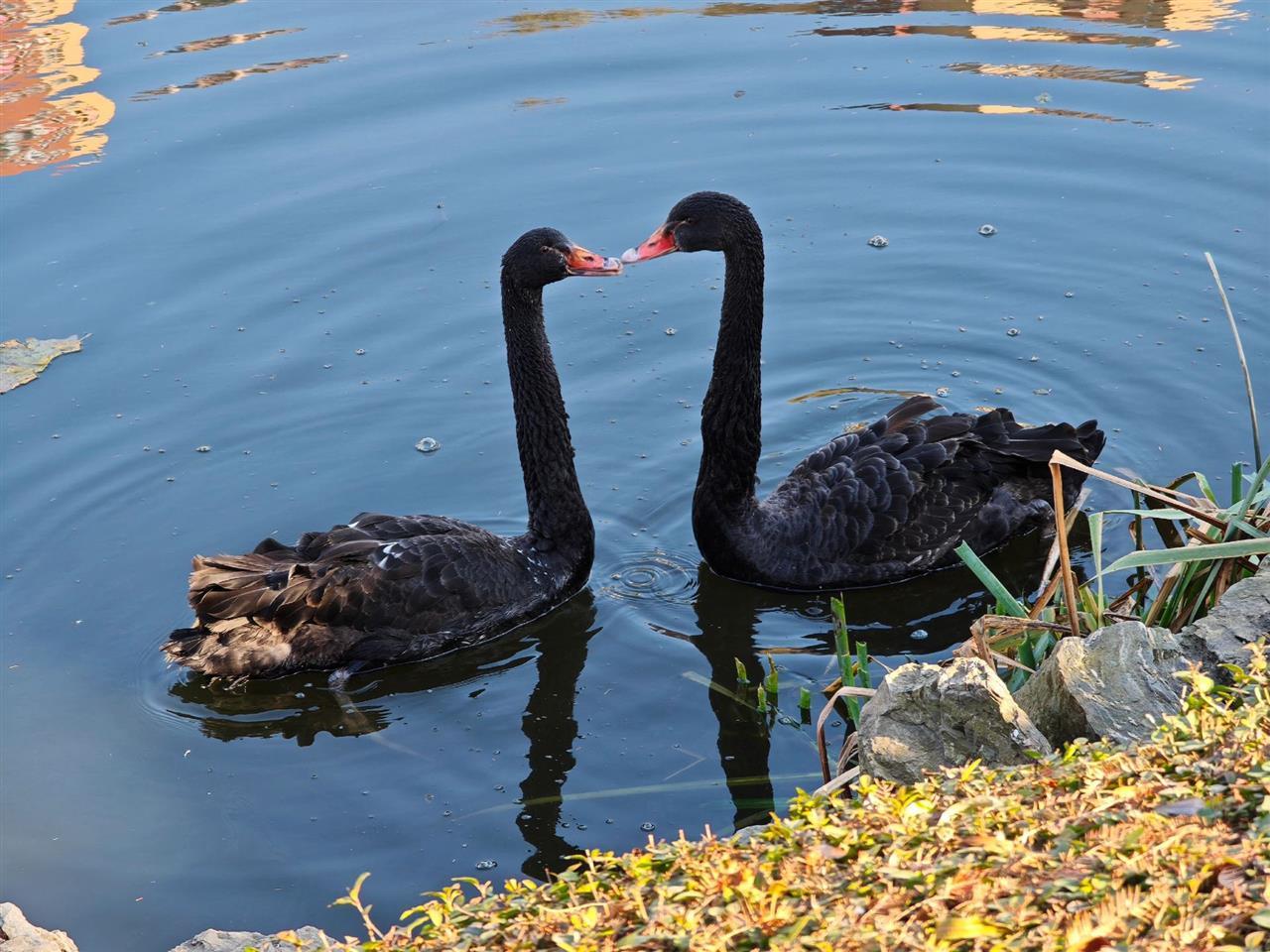 大连儿童公园一黑天鹅元旦前夜被偷, 疑已被宰杀, 落单母天鹅因此不吃不喝