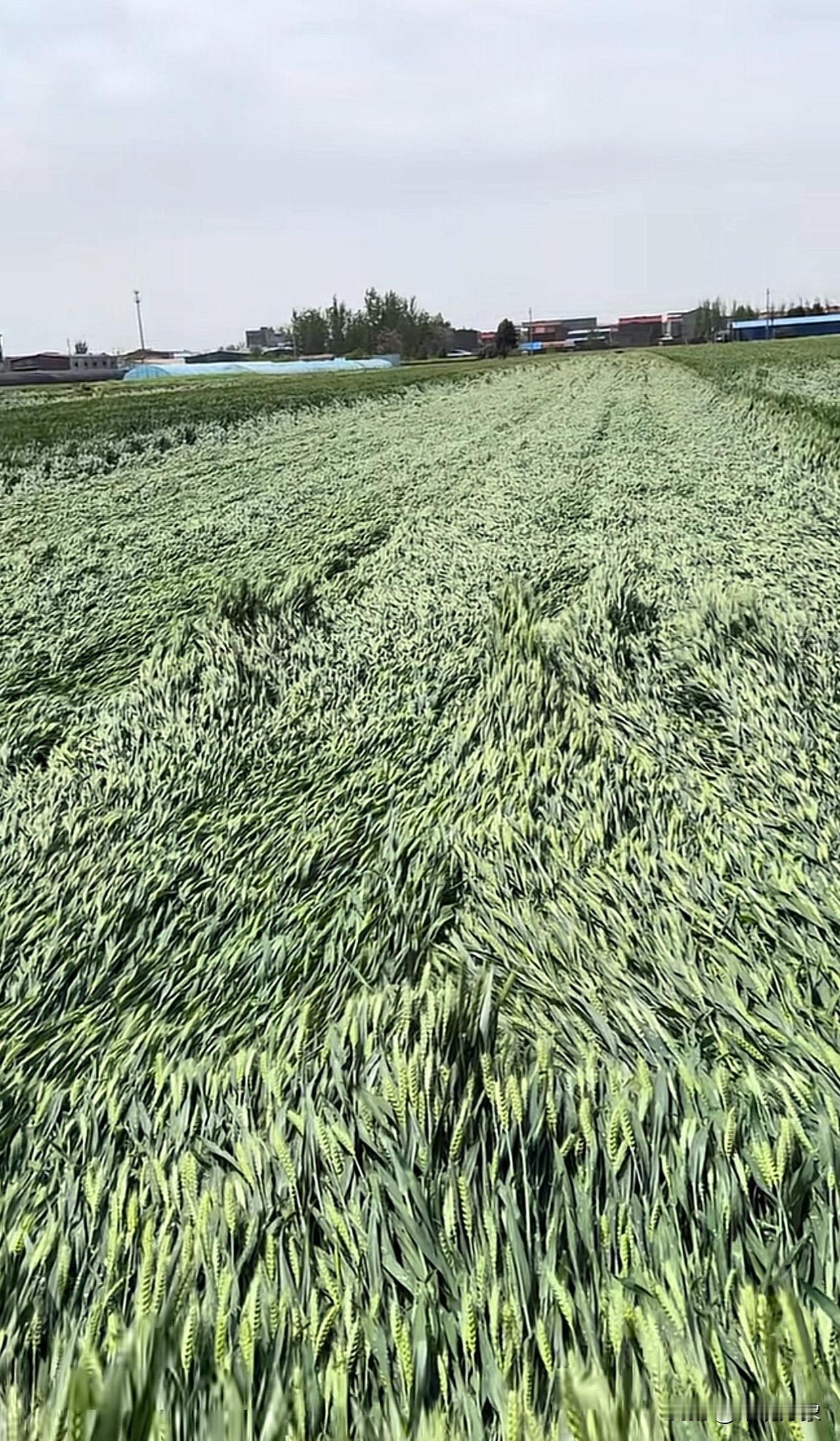 这是谁家的麦田，麦子全倒了？这种情况可咋办？