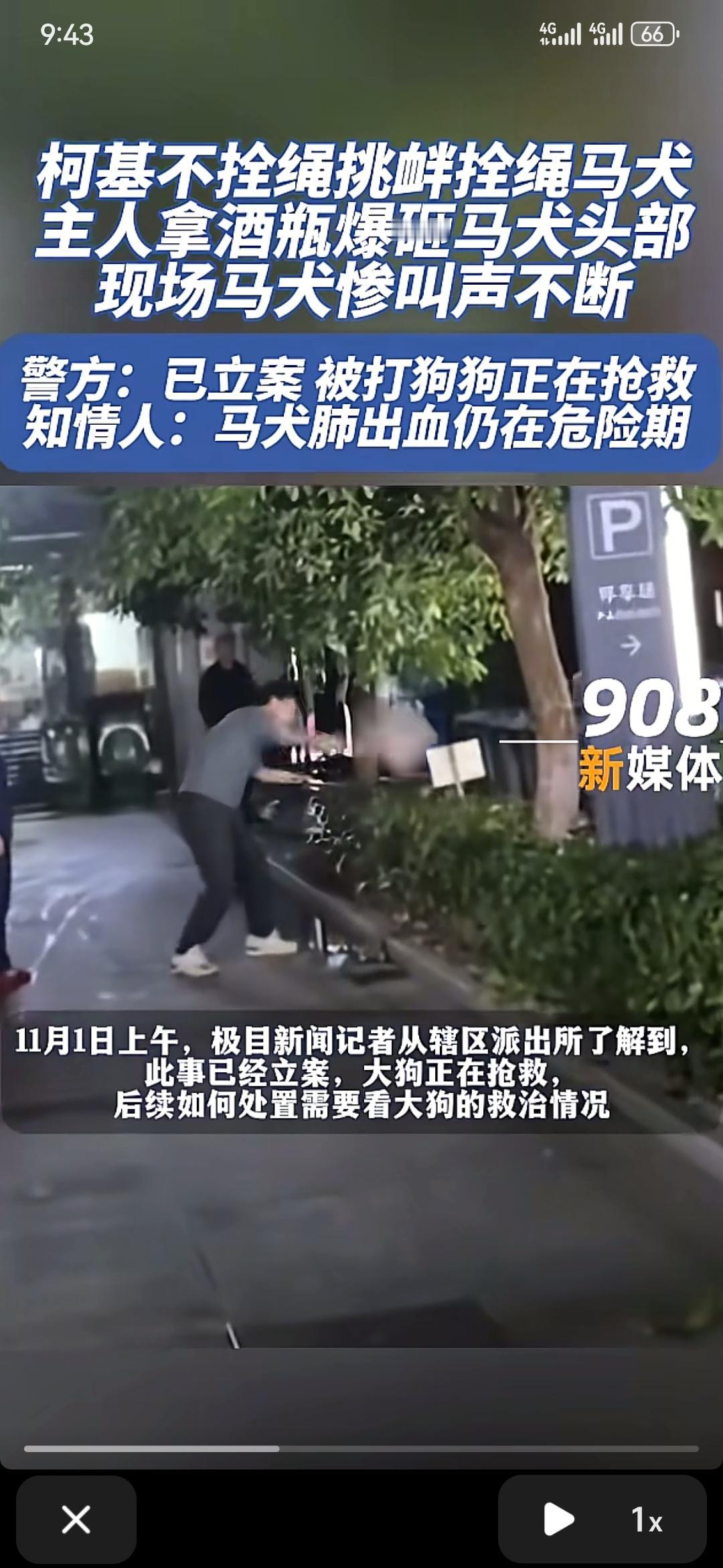 杭州被打马犬现状！前段时间因为马犬咬柯基耳朵以示警告，结果被柯基主人打的嗷嗷直