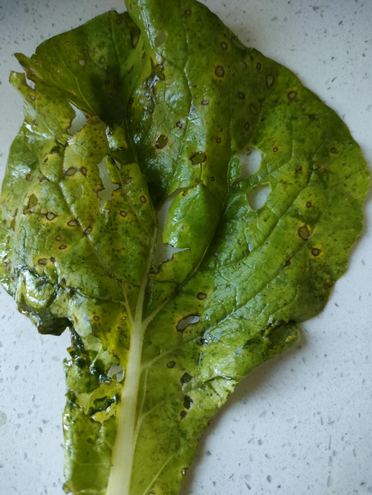 看看老公买的小白菜，我终于知道什么叫千疮百孔了。老公昨天在早市上买了两捆小白菜