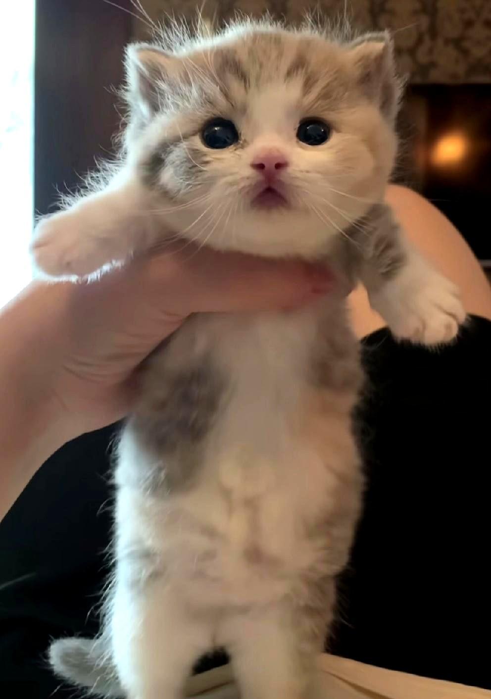 昨天，花1800元买了一只小猫。卖家说，这是一只金渐层十二色，但是我疑惑它怎么