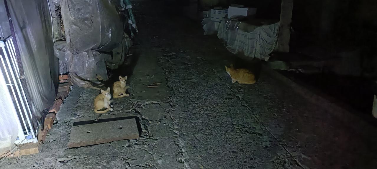 喂完流浪猫回来，看到猫妈妈带着它的两个孩子在我家门口干饭，前些时候看到的还是三只
