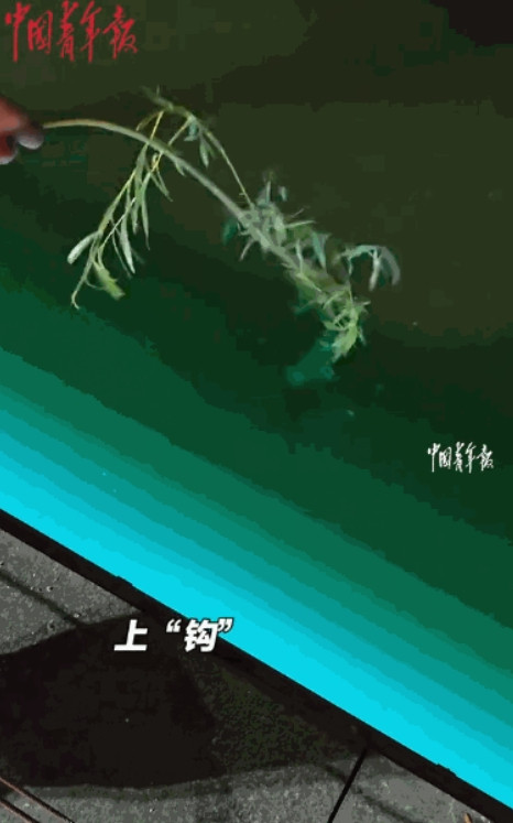 “这就是命啊！”河北沧州，一男子晚上散步路过一处河塘时，随手拿起附近的柳枝放进了